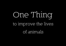 One Thing to Improve the Lives of Animals (Compilation)